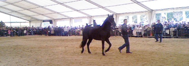 Presentazione del cavallo Murgese a Martina Franca