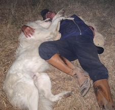 Cane pastore abbruzzese dorme con Franco Cuttano