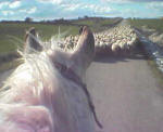Pecore sulla strada
